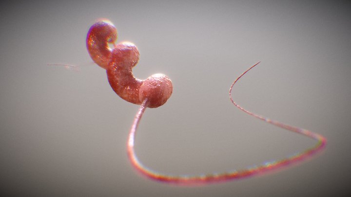 Campylobacter Jejuni 3D Model