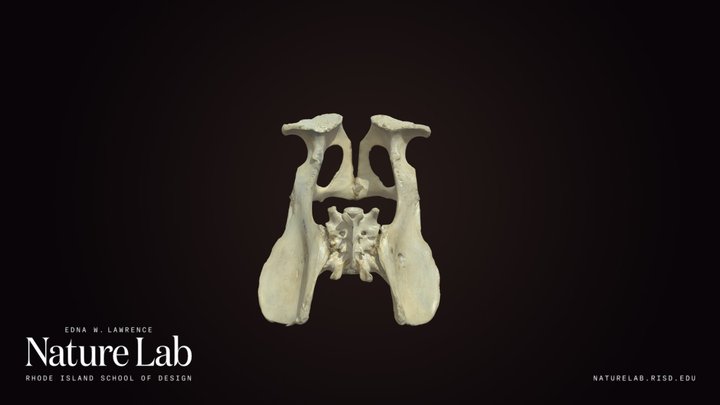 Coyote Pelvis – Kostenloses 3D-Modell STL