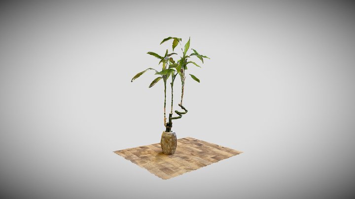 Bamboo 3D Model