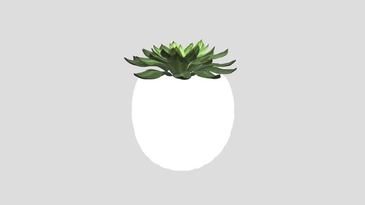 Succulent Plant