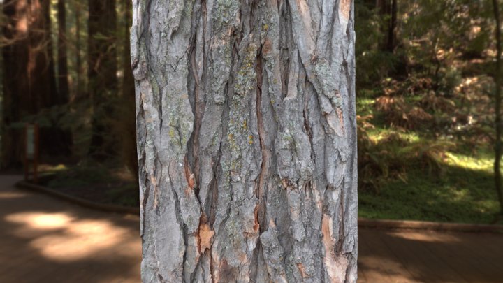 High details tree bark photogrametry