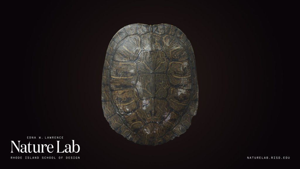 Pond Slider Shell