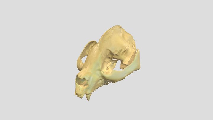 Panda Skull (Cast) 3D Model