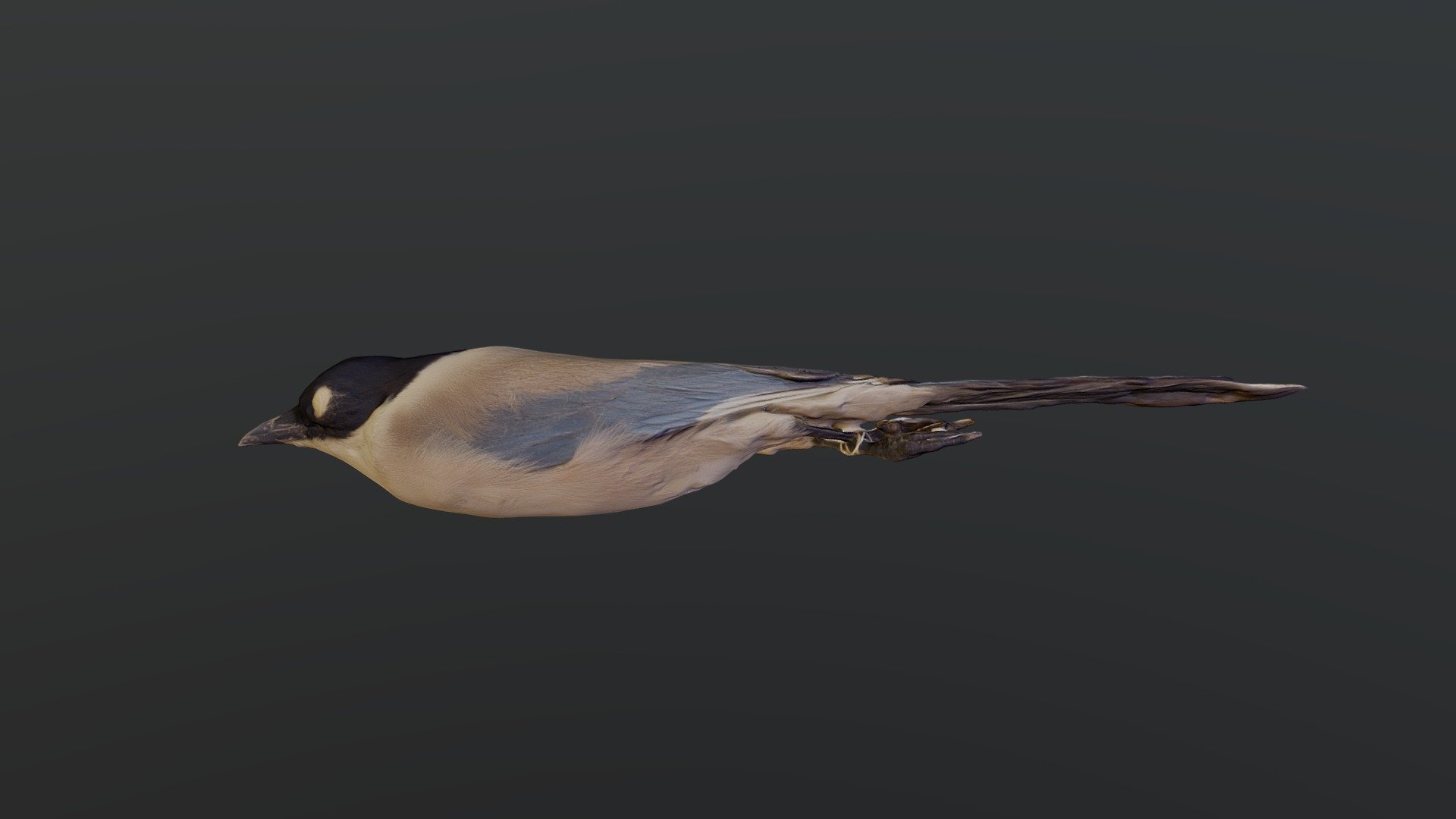 Azure-winged Magpie - Cyanopica cyanus — Sketchfab embed 3D viewer