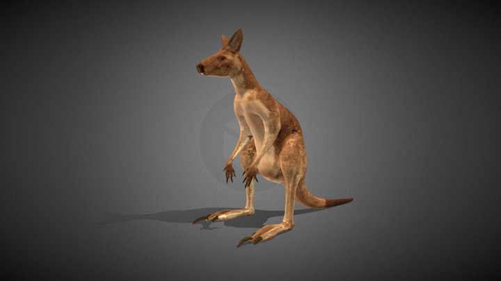 Kangaroo 3D models - Sketchfab