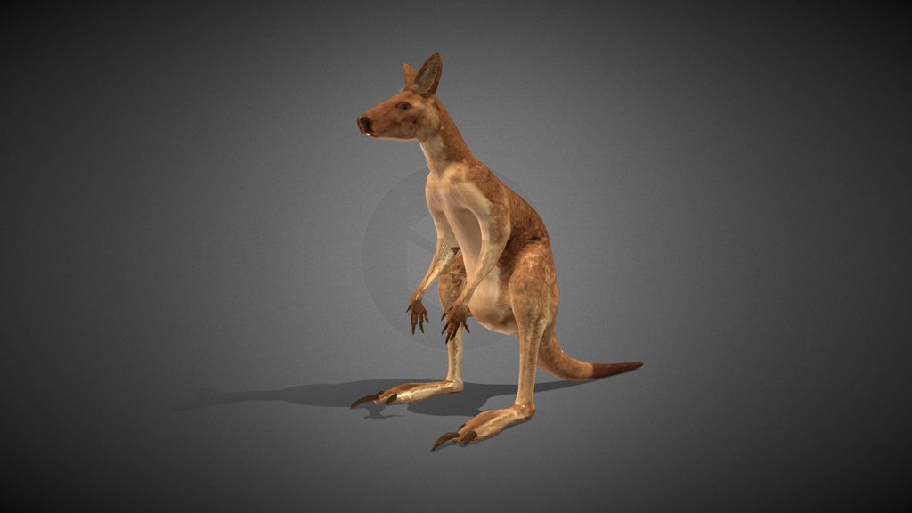 Kangaroo
