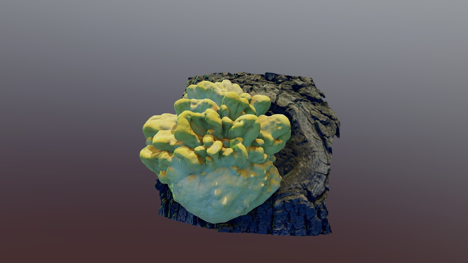 Laetiporus sulphureus