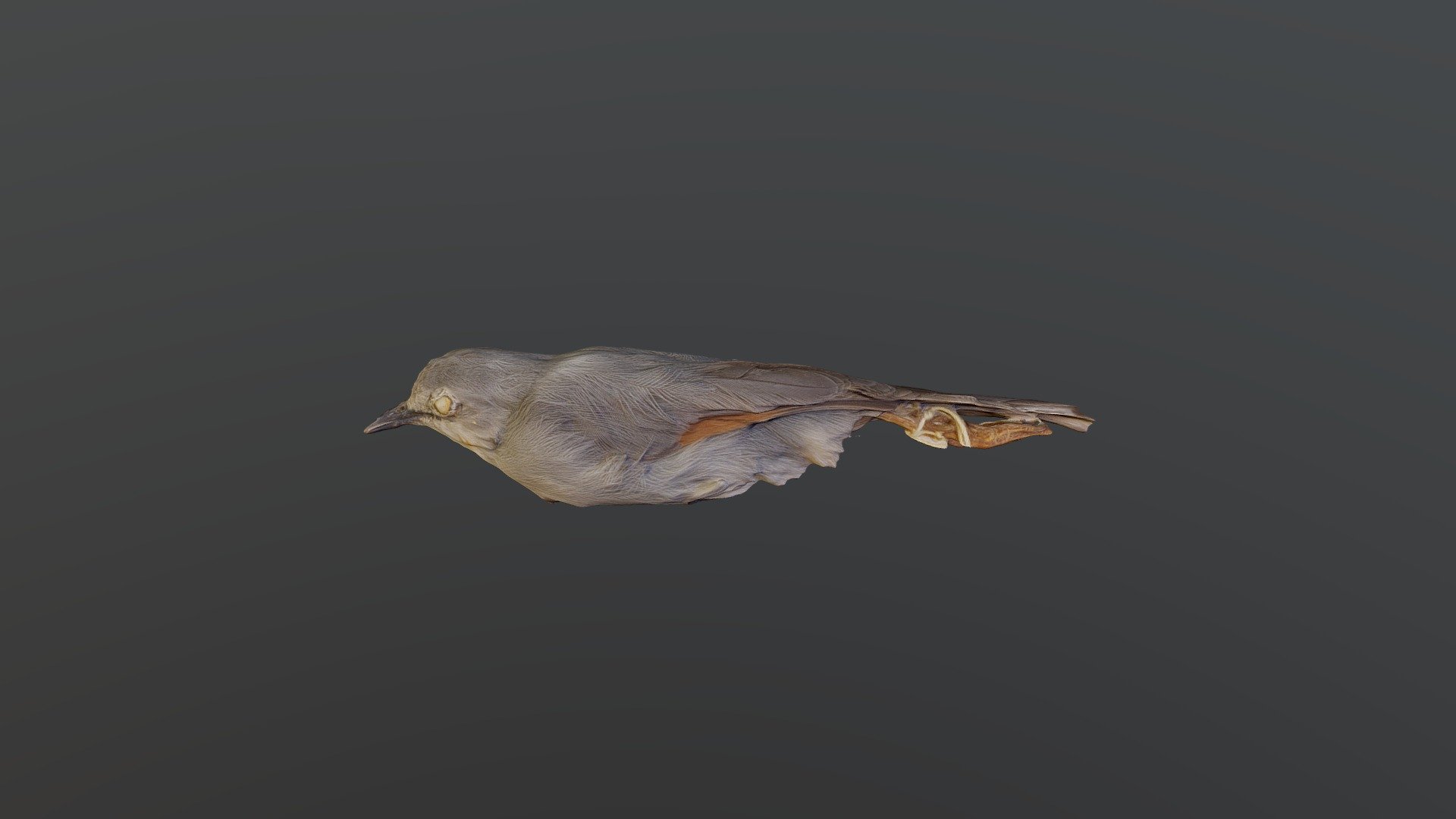 Red-winged Grey Warbler - Drymocichla incana