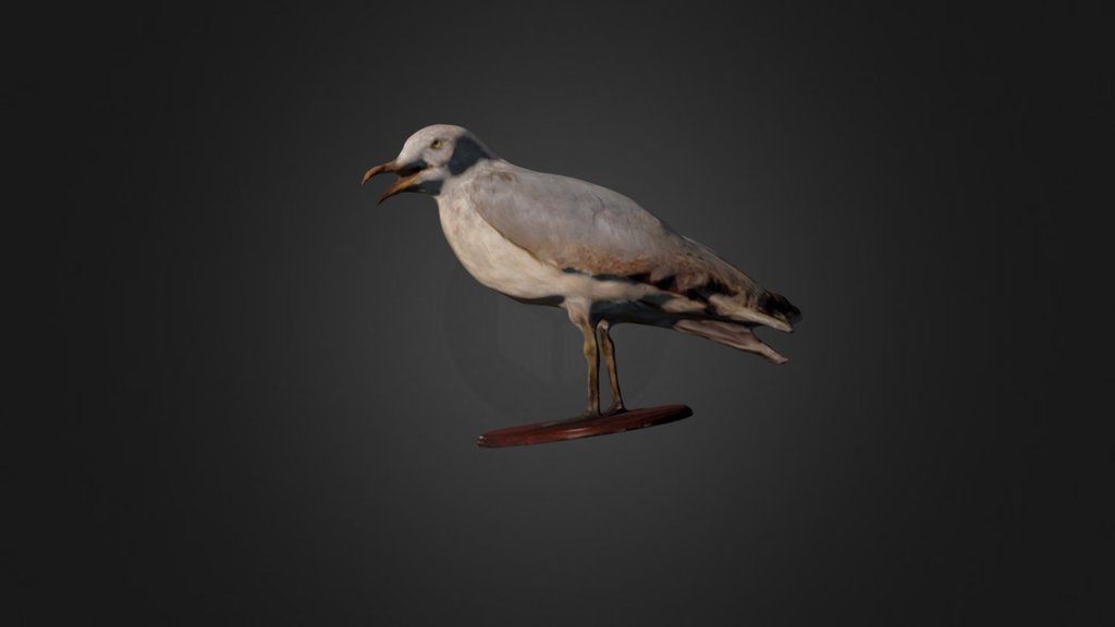 Herring Gull