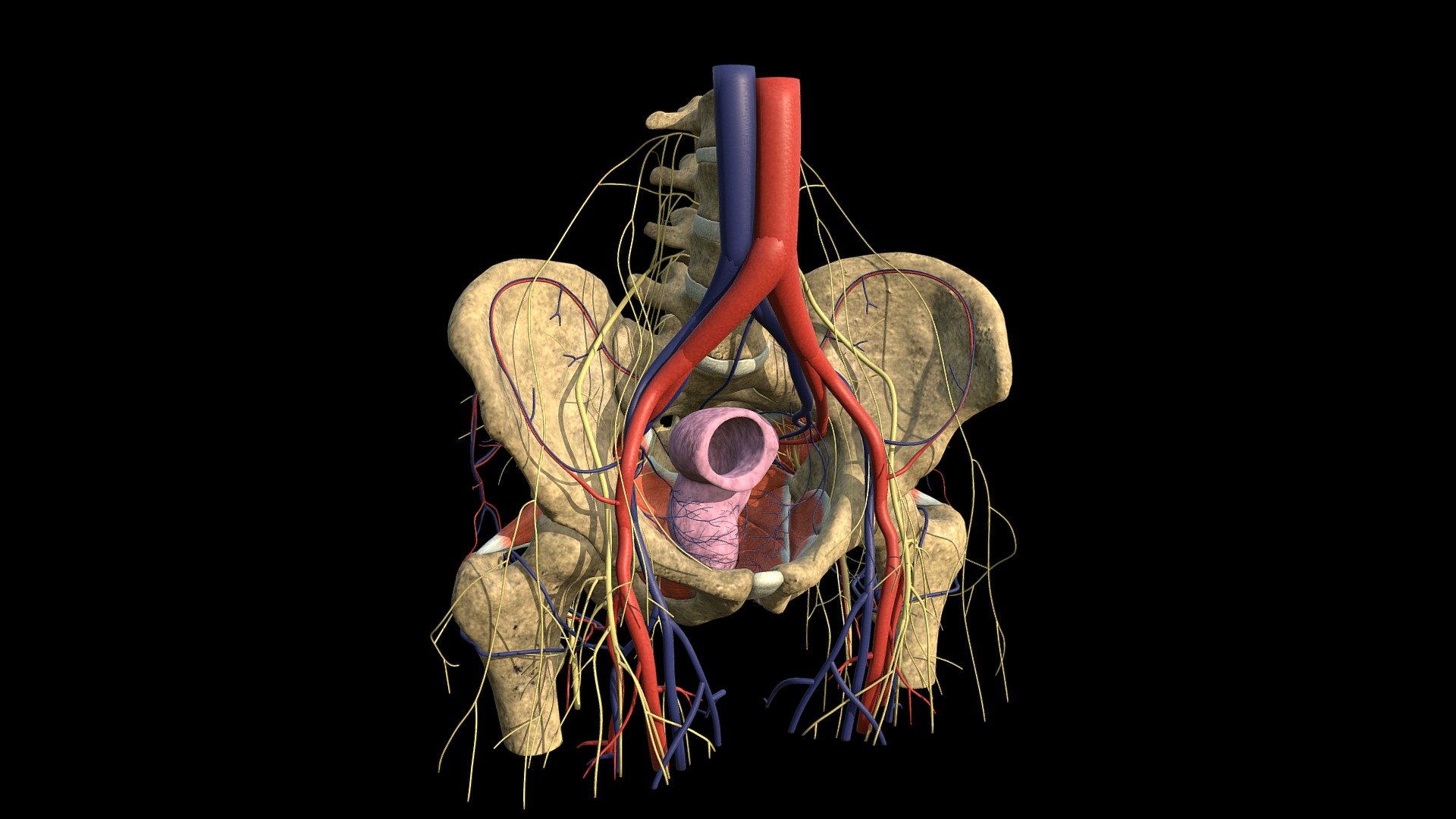 Pelvis Anatomy (Male) - 3D model by Friso Jansen (@frisojansen ...