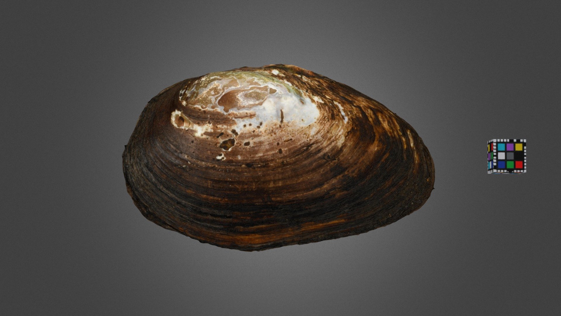 チシマドブガイ Pond Mussel, Beringiana beringiana