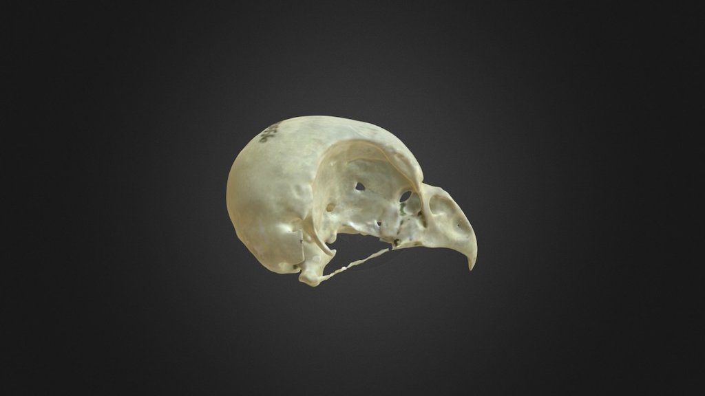 Otus scops, skull