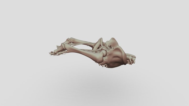GynePediaalphapelvis 3D Model