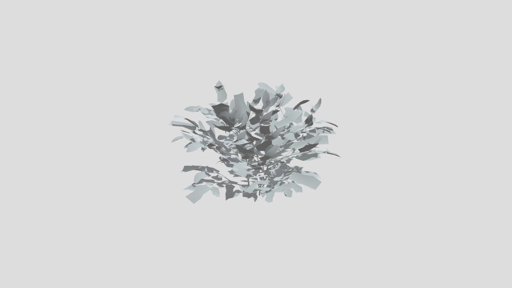 Ivory Bush