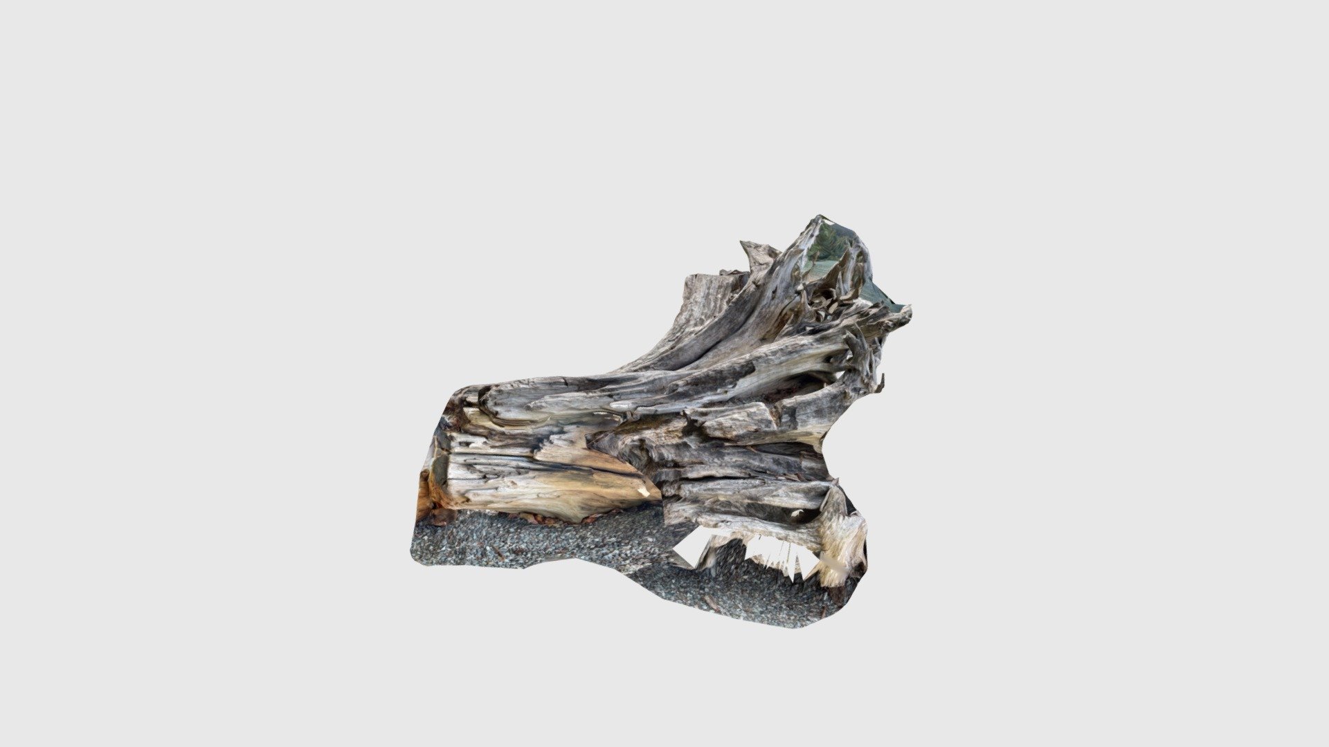 Beach Wood Tree Roots - Download Free 3D model by NatureVR [cb22c1a ...