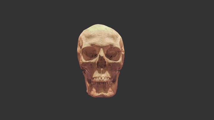 The Xagħra Skull. Ġgantija Temples. 3D Model