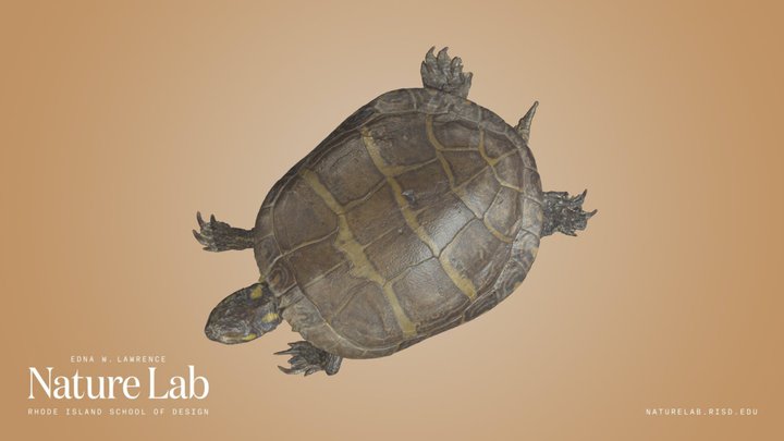 Painted Turtle