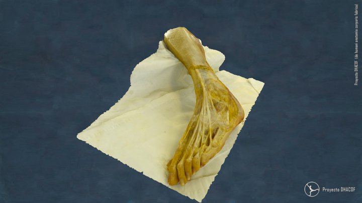 Disección del pie 3D Model