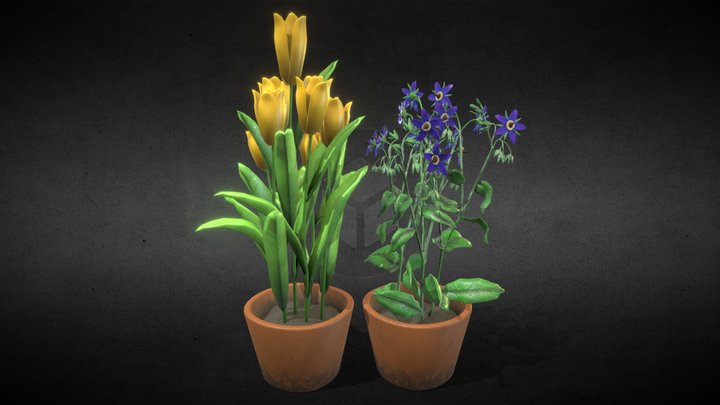 [Set] Tulipa and Borago Officinalis in Pots 3D Model