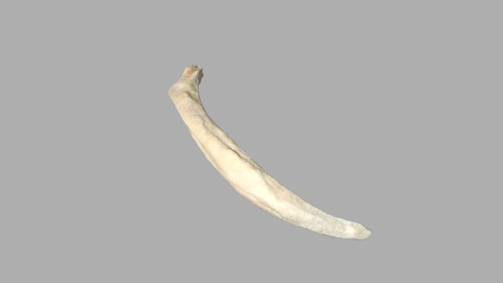 Last Rib