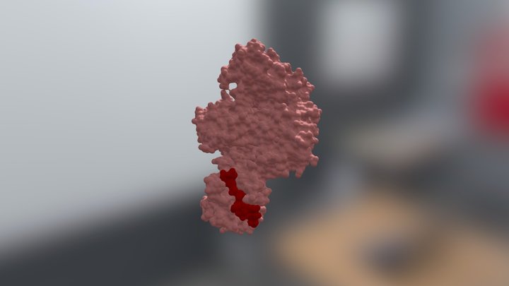 NS3 (helicase & protease) 3D Model