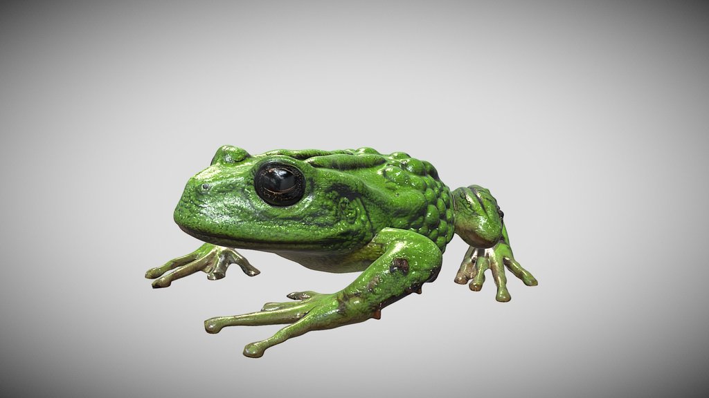 Frog (Gastrotheca mittaliiti)