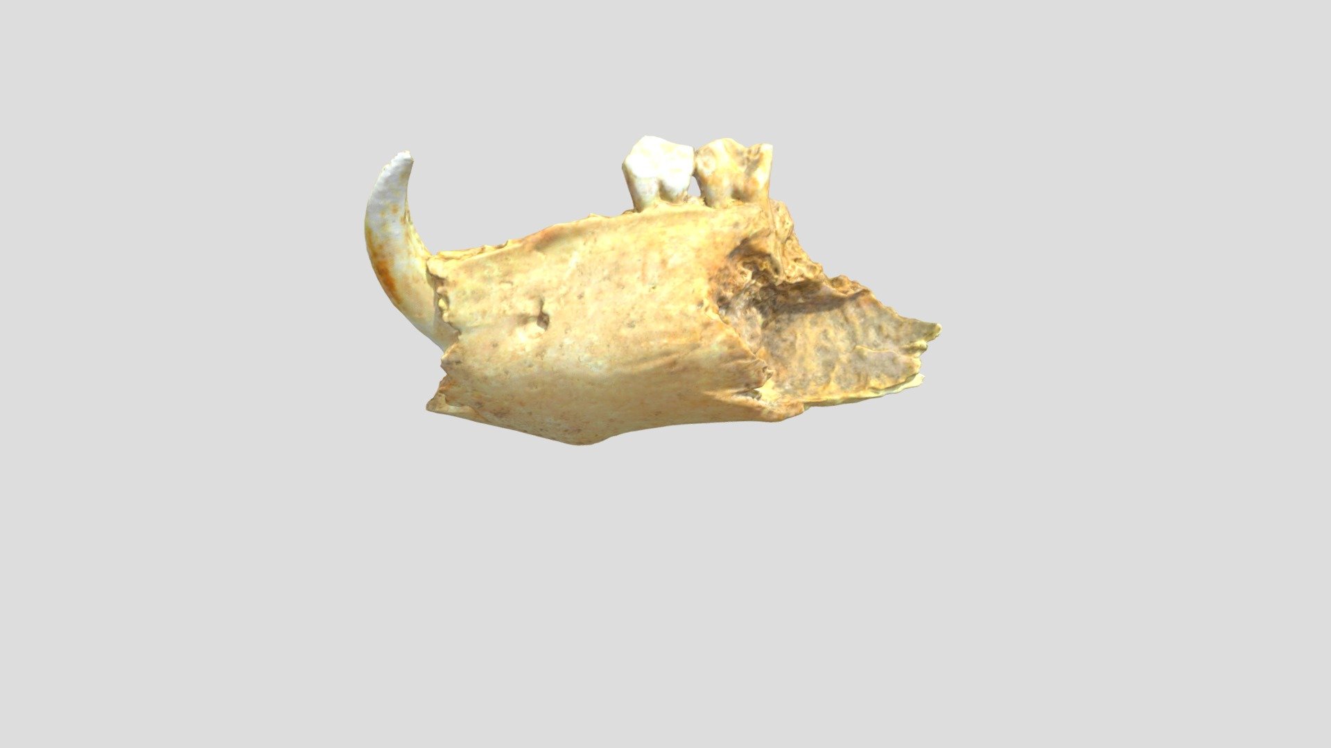 Pig Mandible (VCU_3D_4675) — Sketchfab embed 3D viewer
