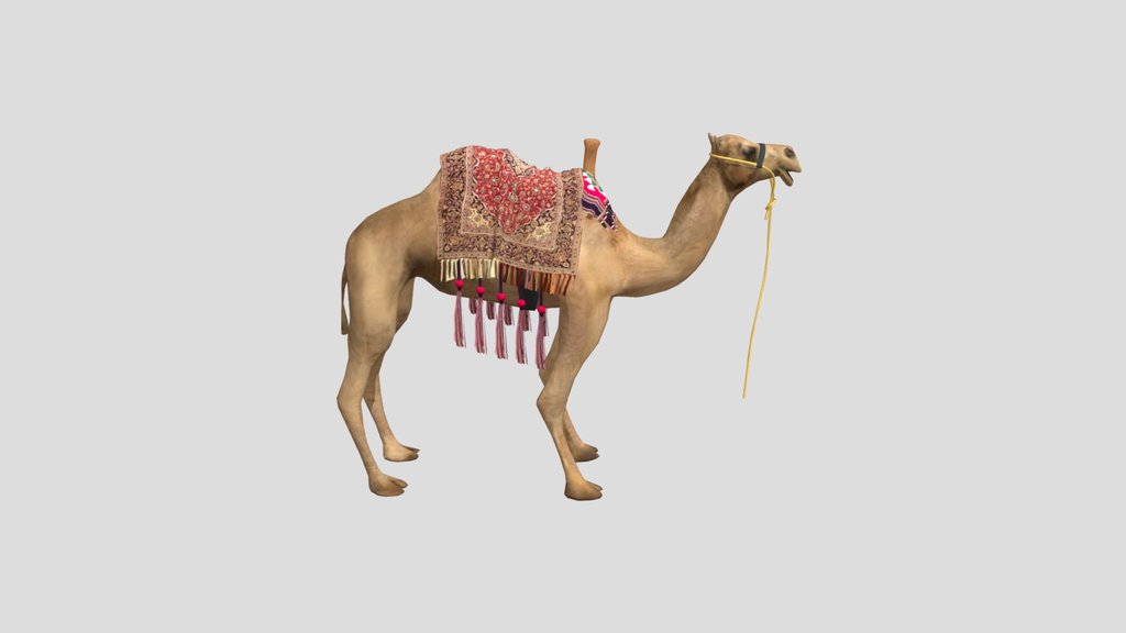 camel