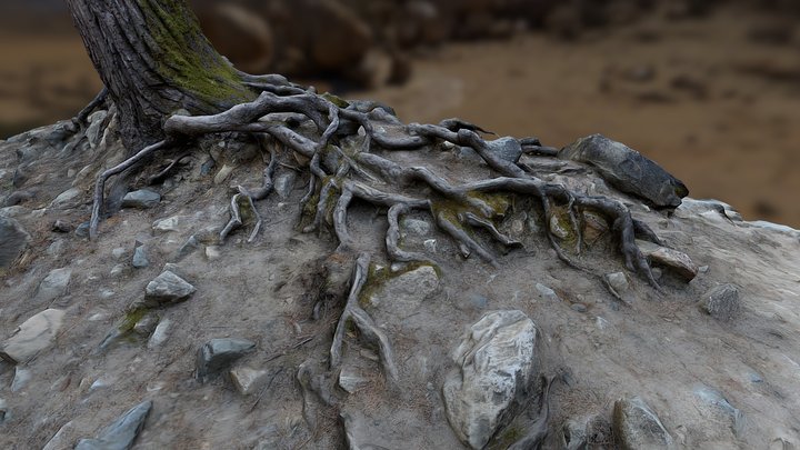 Tree Roots