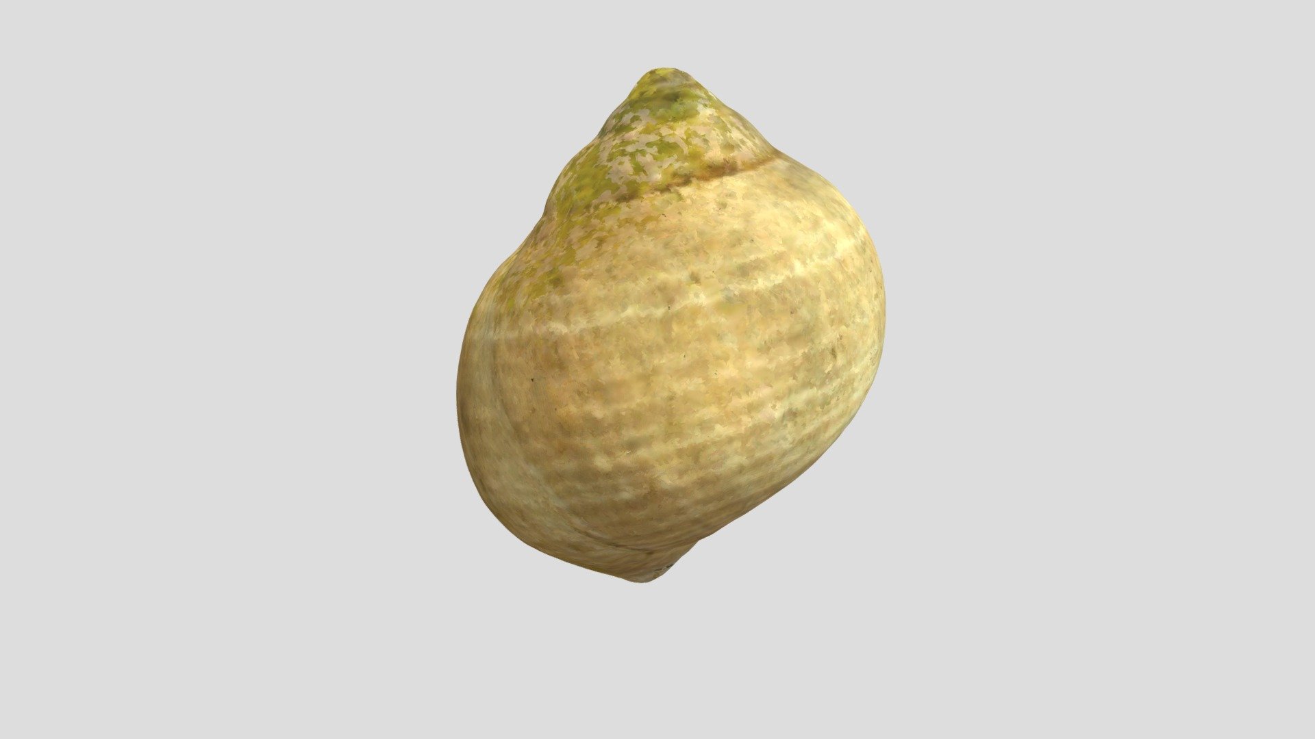 Snail Shell Vcu3d5313 Download Free 3d Model By Virtual Curation Lab Virtualcurationlab