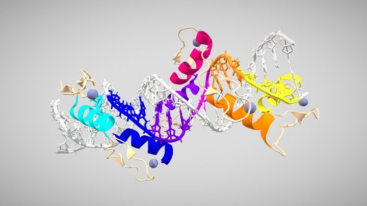 CTCF - DNA Binding Protein 3D Model