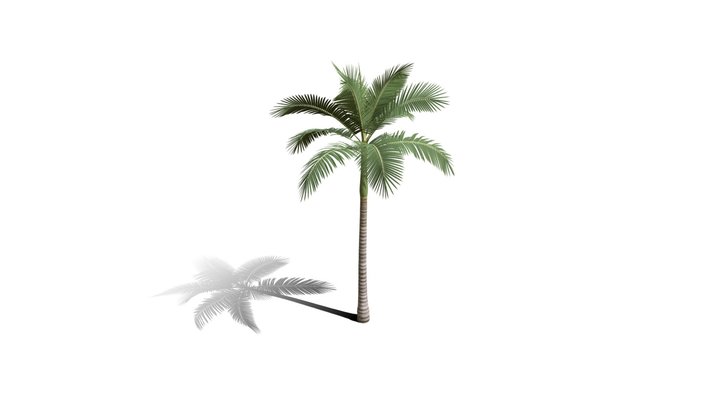Realistic HD Alexander palm (23/30) 3D Model