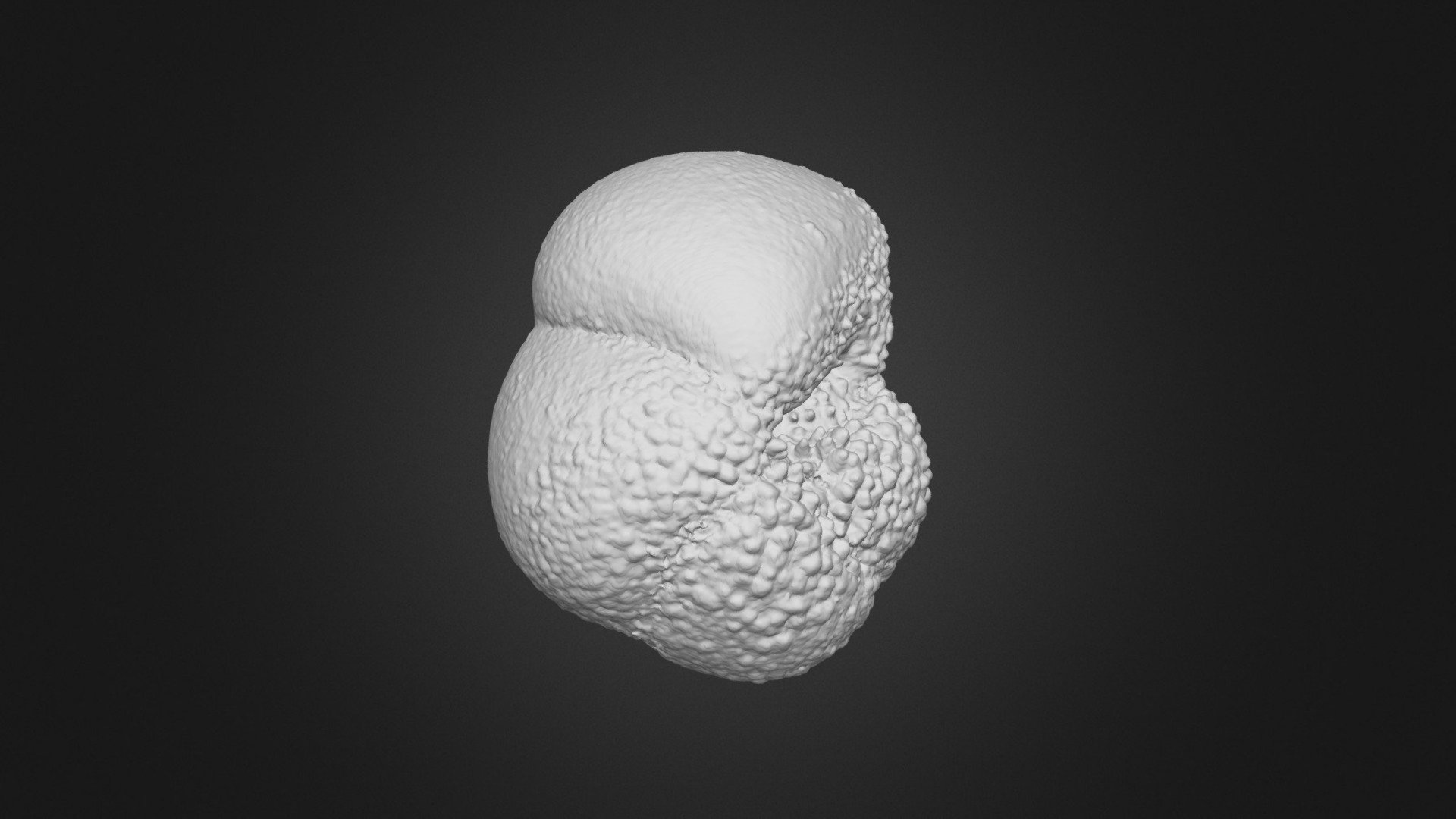 Globorotalia scitula1