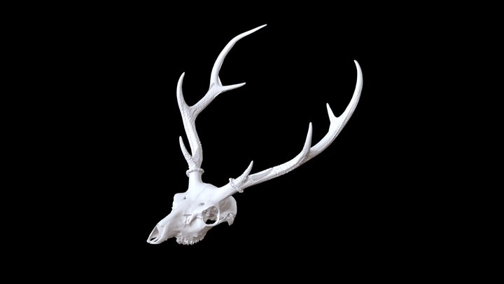 deer bone 3D Model