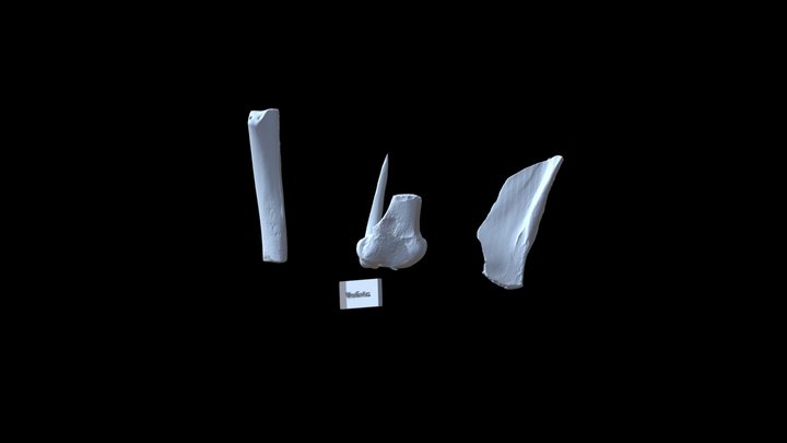 Bone Toolkit 3D Model