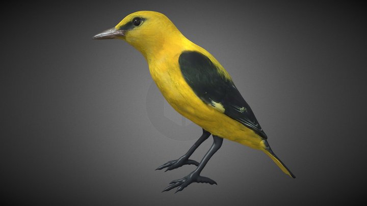 Oropéndola Macho (Oriolus oriolus) 3D Model