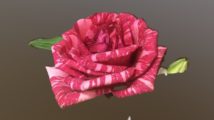 Bacon Rose 3D Model