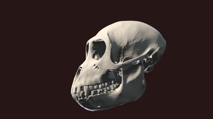 Macaque Skull 3D Model