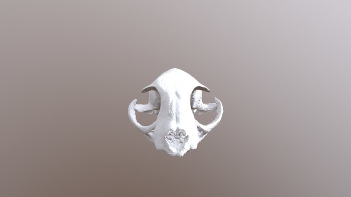 Cráneo Felino 3D Model