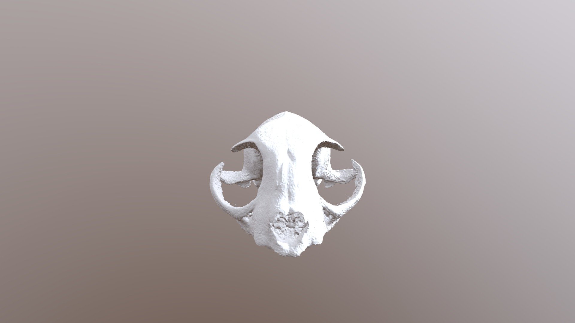 Cráneo Felino