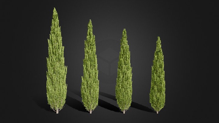 Cypres/Thuja Trees 3D Model