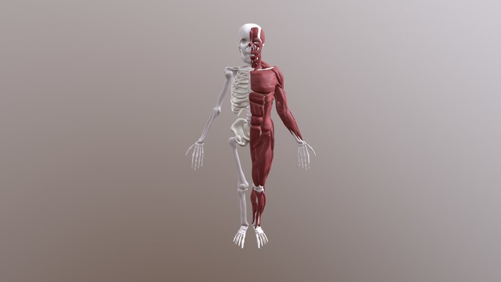 Whole Body Works 3D Model