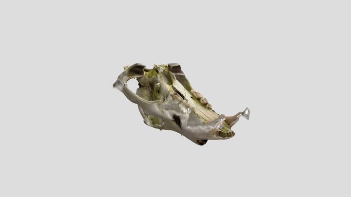 ヒグマ頭骨上3 – Gratis 3D-model STL