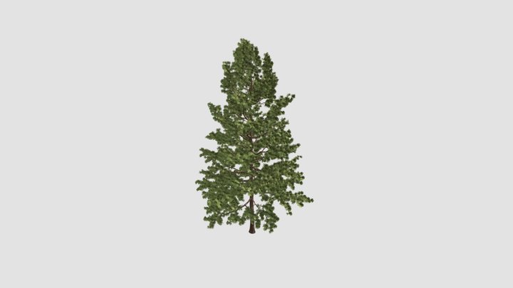 Pinus strobus Plant 3D Model