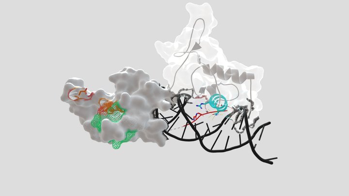 RAP1 in complex with telomeric DNA 3D Model