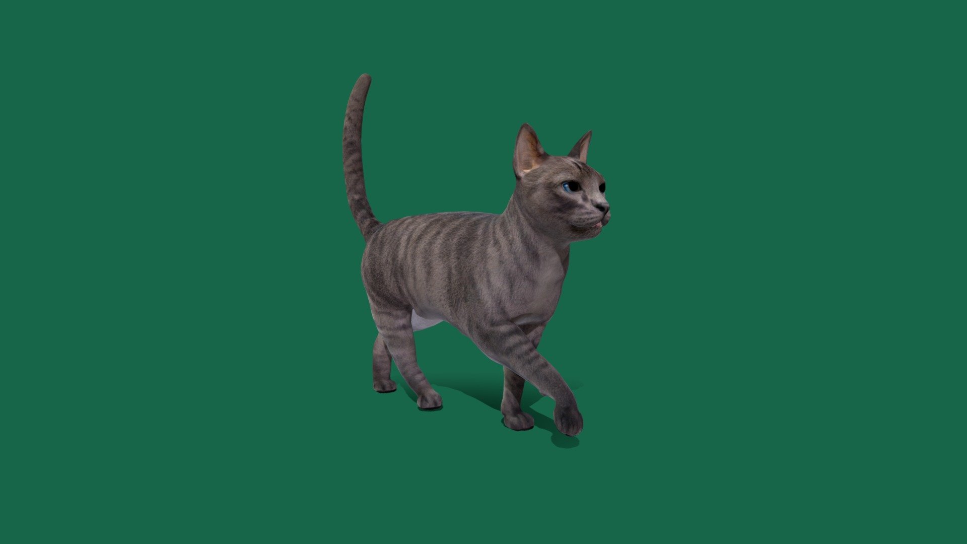 Grey Tabby Domestic Cat (Game Ready) - Buy Royalty Free 3D model by ...