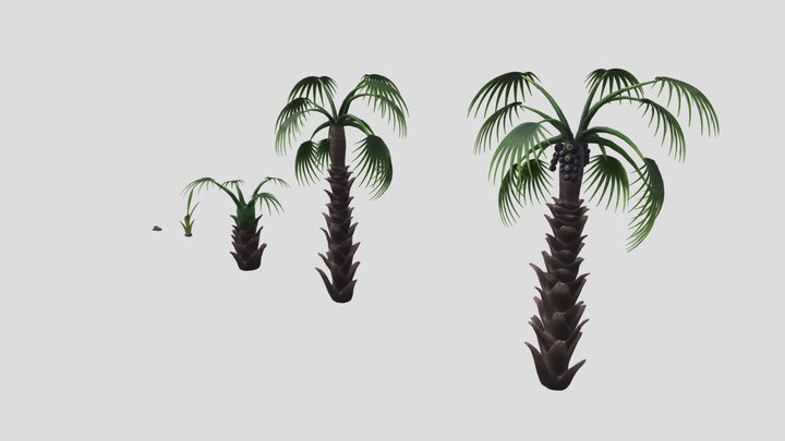 sugar palm 3D Model