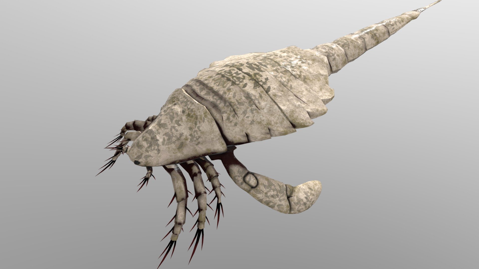 Carcinosoma - 3D model by Paleobiome [cb7e3e6] - Sketchfab