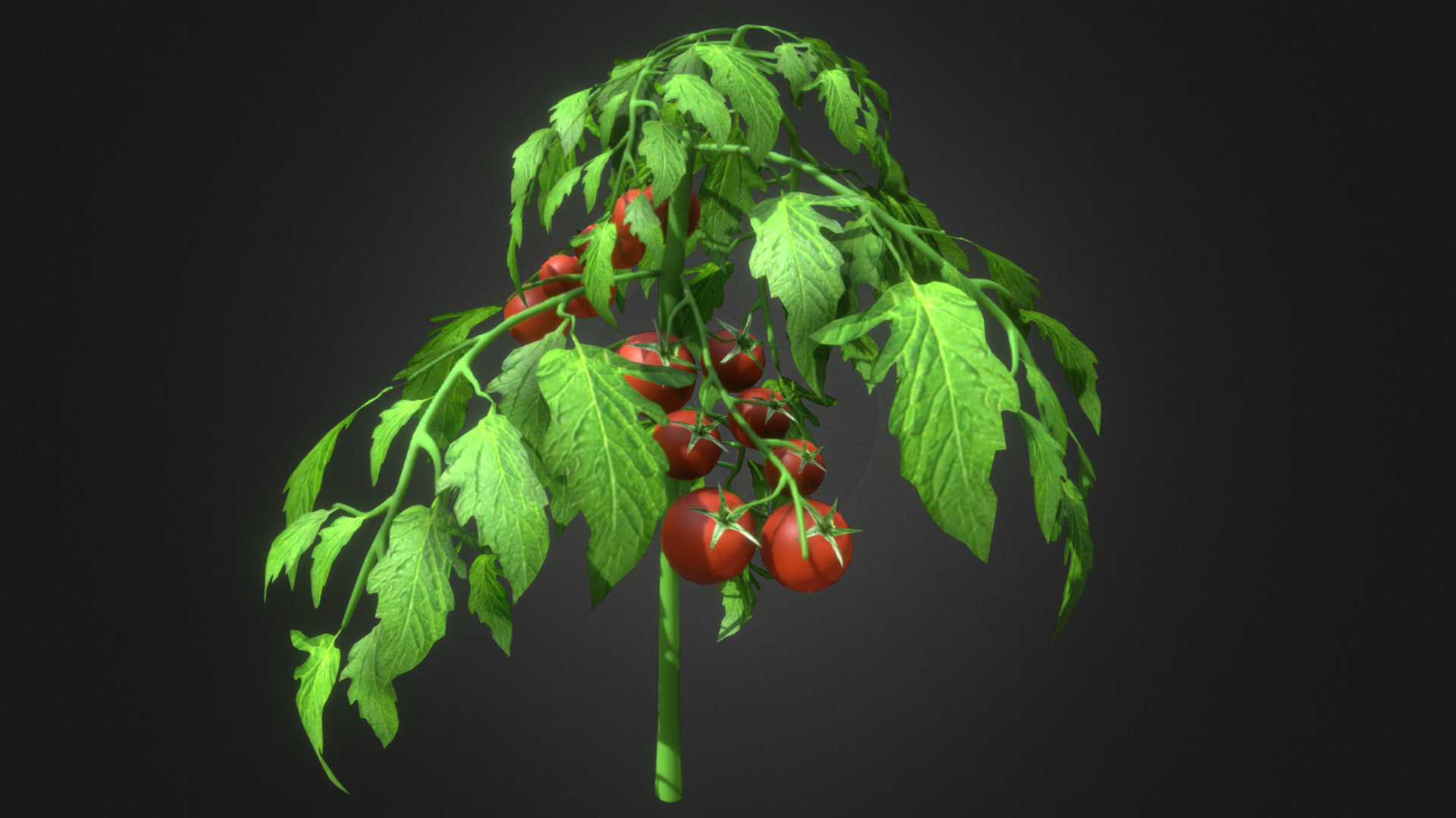 3D model Tomato Plant - This is a 3D model of the Tomato Plant. The 3D model is about a plant with leaves.