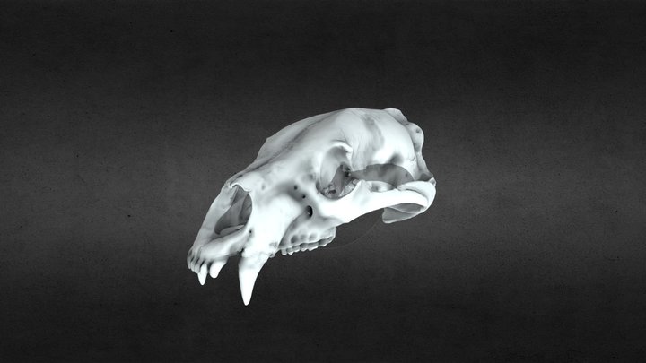 Bear Skull 3D Model